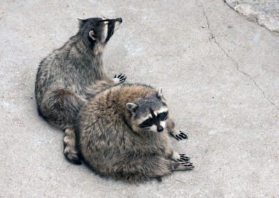 Raccoon Resilience: Unveiling the Fascinating Ways Raccoons Protect Themselves Against Predators