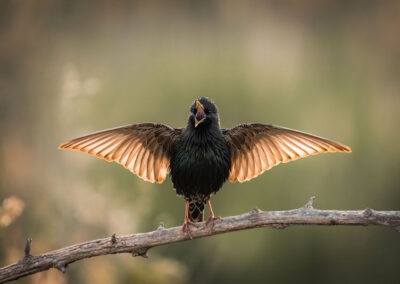 Unveiling the Mystery: Why Birds Nest in Dryer Vents and Foolproof Prevention Tips