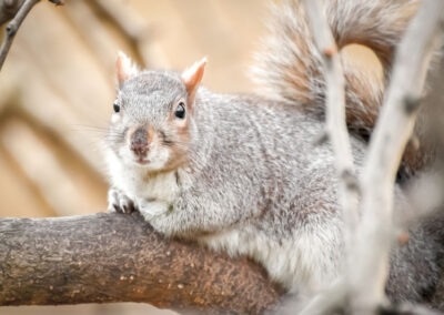 Unmasking the Myth: Do Squirrels Hibernate in the Winter?